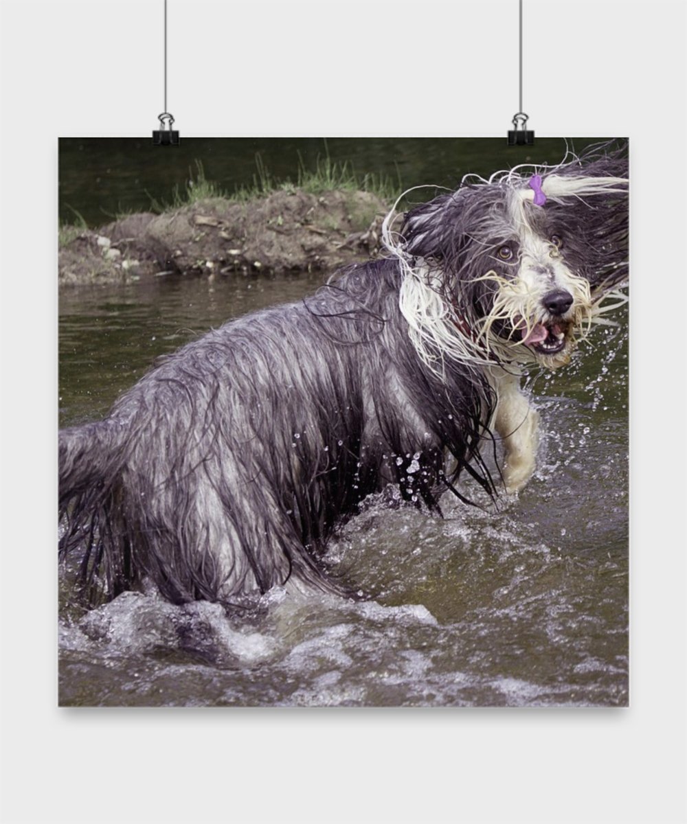 Funny Bearded Collie Poster - Playing In Water - Dog Lover Gifts - Unique Gifts Idea - Bearded Collie Lover Gift (12x12)